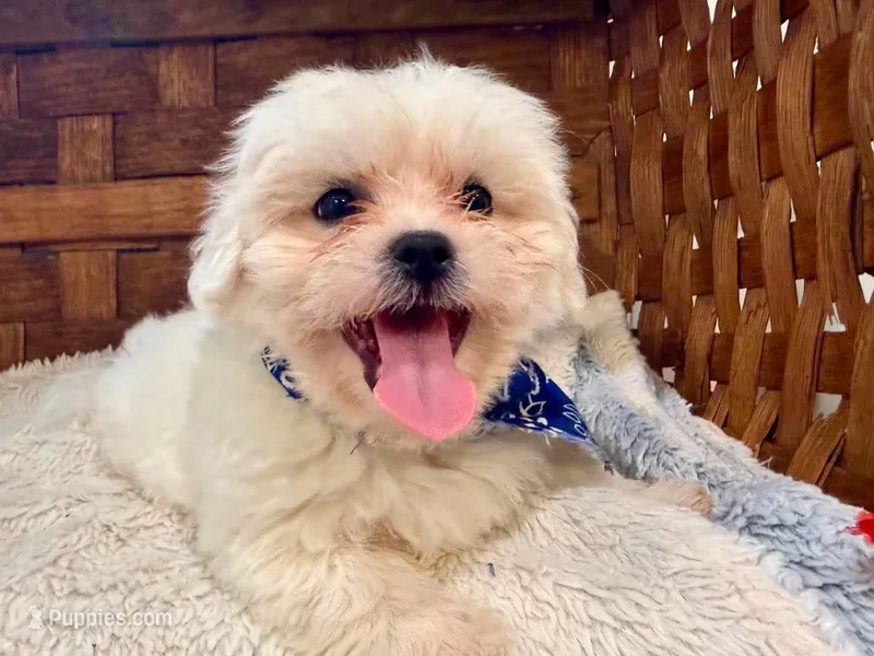 Murphy – Shichon puppy for sale in Ruston, LA