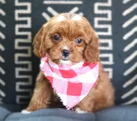 Knox, a male Cavapoo for sale in Ruston, LA – 3 of 4