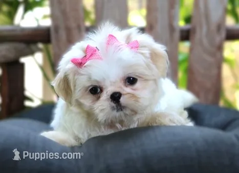 Lainey – Shih Tzu puppy for sale in Ruston, LA