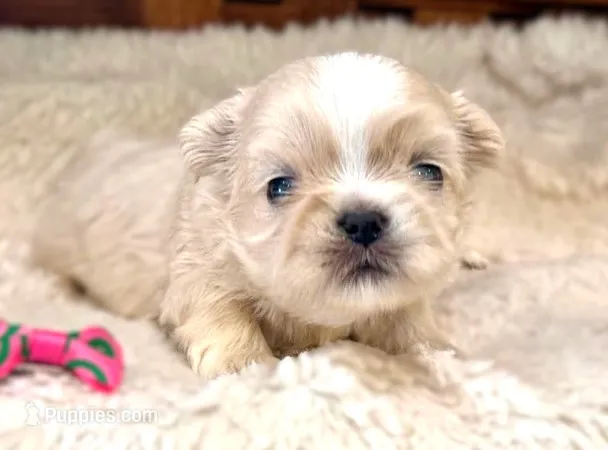 Lollie – Shih Tzu puppy for sale in Ruston, LA
