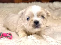 Lollie, a female Shih Tzu for sale in Ruston, LA – 1 of 2