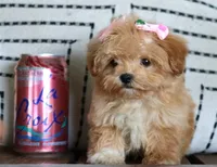Patootie, a female Maltipoo for sale in Ruston, LA – 10 of 10