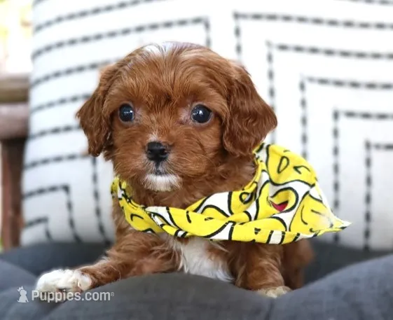Knox – Cavapoo puppy for sale in Ruston, LA