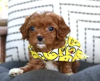 Knox, a male Cavapoo for sale in Ruston, LA – 1 of 5