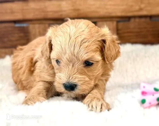 Sienna – Maltipoo puppy for sale in Ruston, LA