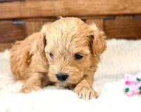 Sienna, a female Maltipoo for sale in Ruston, LA – Photo 1 of 2