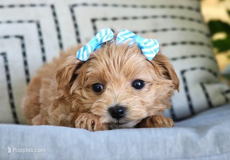 Sienna – Maltipoo puppy for sale in Ruston, LA