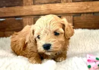Sienna, a female Maltipoo for sale in Ruston, LA – Photo 2 of 2