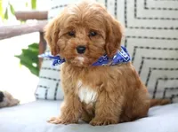 Preston, a male Cavapoo for sale in Ruston, LA – Photo 1 of 3