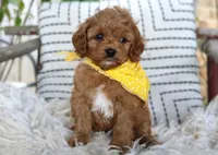 Preston, a male Cavapoo for sale in Ruston, LA – Photo 2 of 2