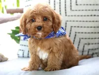 Preston, a male Cavapoo for sale in Ruston, LA – Photo 2 of 3