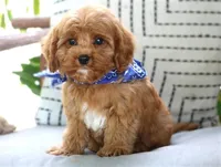 Preston, a male Cavapoo for sale in Ruston, LA – Photo 3 of 3