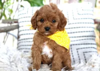 Preston, a male Cavapoo for sale in Ruston, LA – Photo 1 of 2