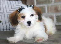 Lulu, a female Havanese for sale in Ruston, LA – 2 of 2