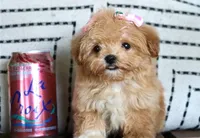 Patootie, a female Maltipoo for sale in Ruston, LA – 9 of 10