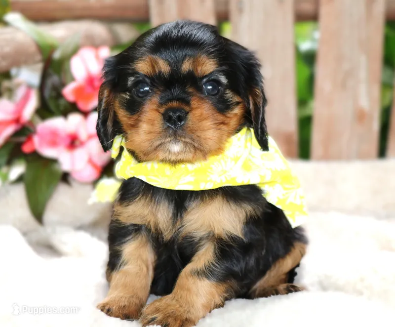 Prince William – Cavalier King Charles Spaniel puppy for sale in Ruston, LA