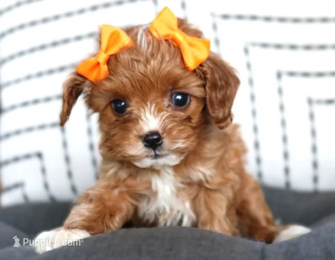 Kricket – Cavapoo puppy for sale in Ruston, LA
