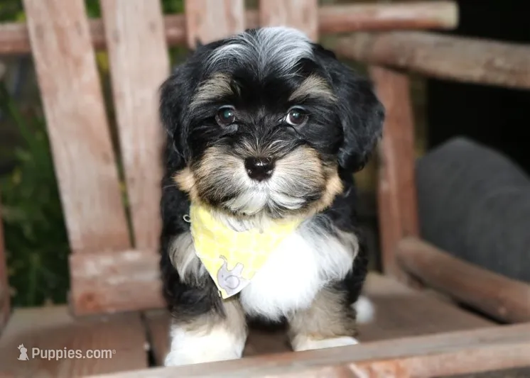 Clint Black – Havanese puppy for sale in Ruston, LA