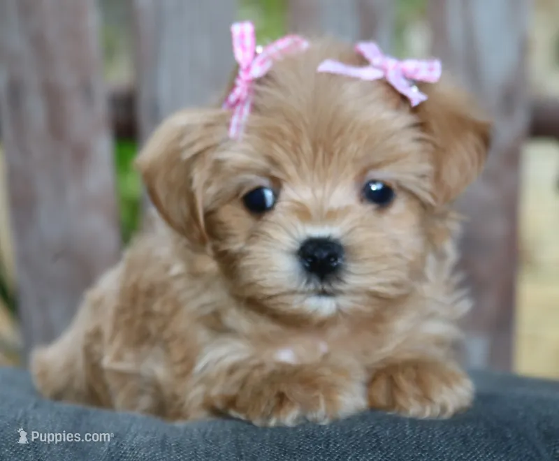 Maggie – Maltipoo puppy for sale in Ruston, LA
