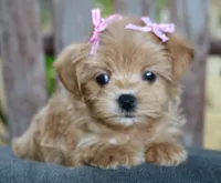 Maggie, a female Maltipoo for sale in Ruston, LA – 1 of 1