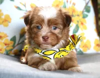Andrew, a male Havanese for sale in Ruston, LA – 2 of 3