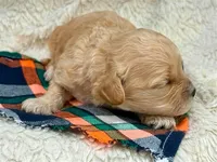 Mateo, a male Cavachon for sale in Ruston, LA – 2 of 2