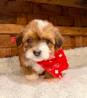 Mario, a male Havanese for sale in Ruston, LA – 2 of 2
