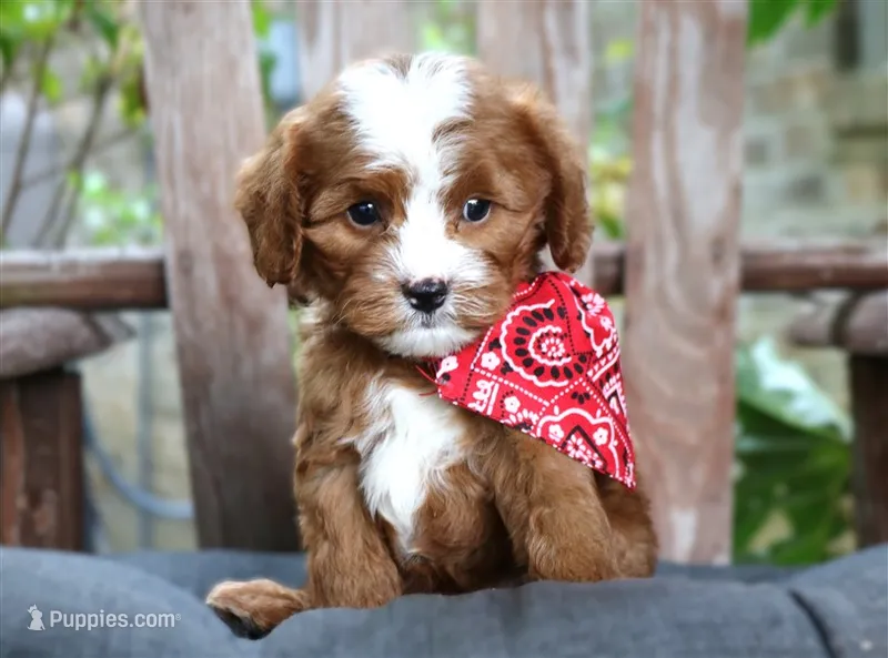 Romeo **DARK RED** – Cavapoo puppy for sale in Ruston, LA