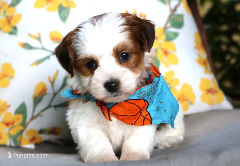 Scooter – Havanese puppy for sale in Ruston, LA