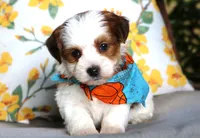 Scooter, a male Havanese for sale in Ruston, LA – 1 of 1