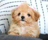 Patootie, a female Maltipoo for sale in Ruston, LA – 2 of 10