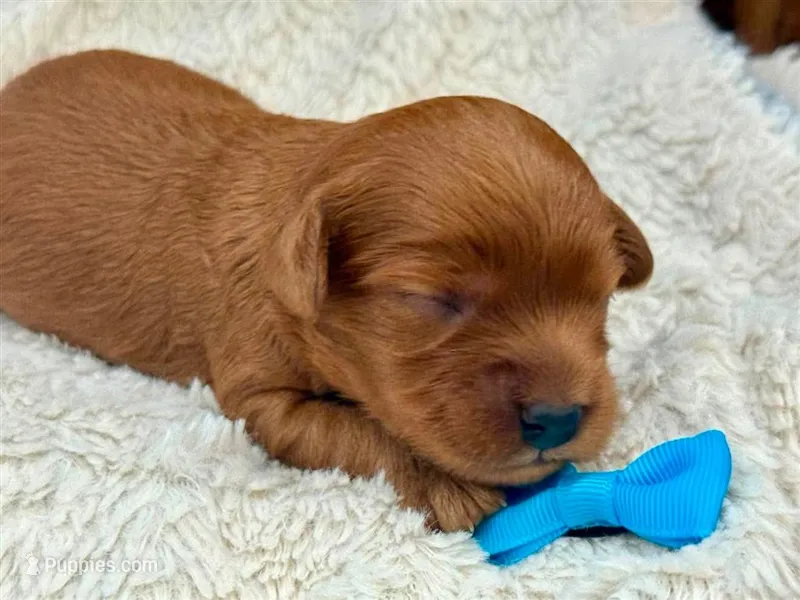 Cleo – Cavapoo puppy for sale in Ruston, LA