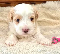 Sasha, a female Havanese for sale in Ruston, LA – 3 of 3