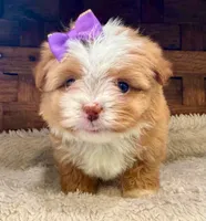 Princess Peach, a female Havanese for sale in Ruston, LA – 1 of 2