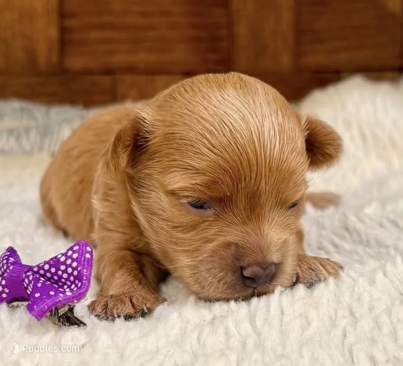 Bubbles – Maltipoo puppy for sale in Ruston, LA