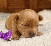 Bubbles, a female Maltipoo for sale in Ruston, LA – 1 of 1