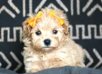 Roxy, a female Maltipoo for sale in Ruston, LA – 3 of 6