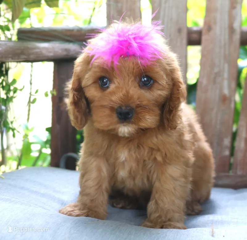Paisley – Cavapoo puppy for sale in Ruston, LA