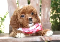 Knox, a male Cavapoo for sale in Ruston, LA – 4 of 4