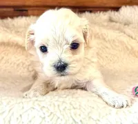 Buttons, a female Maltipoo for sale in Ruston, LA – 1 of 2