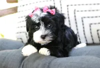 Ebony, a female Havanese for sale in Ruston, LA – 3 of 4