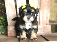 Flora Mae, a female Havanese for sale in Ruston, LA – 2 of 6