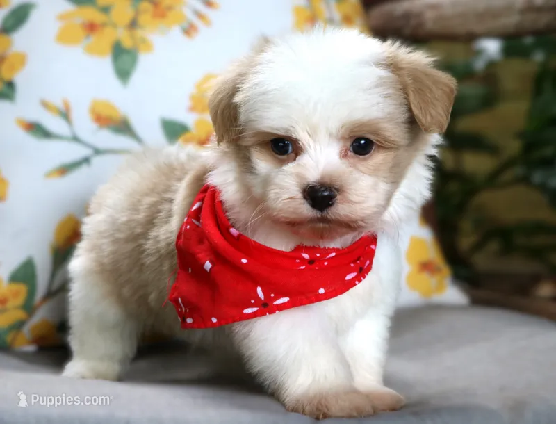 Anthony – Havanese puppy for sale in Ruston, LA