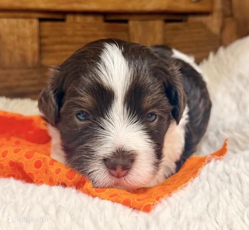 Cadbury – Havanese puppy for sale in Ruston, LA
