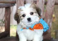 Lewis, a male Havanese for sale in Ruston, LA – 3 of 5