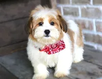 Turner - (TURKEY LEG), a male Havanese for sale in Ruston, LA – 4 of 4