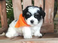 Tux, a male Havanese for sale in Ruston, LA – 2 of 4