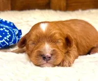 Rudy **DARK RED**, a male Cavapoo for sale in Ruston, LA – 1 of 1