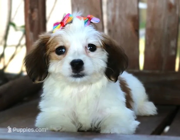 Lulu – Havanese puppy for sale in Ruston, LA