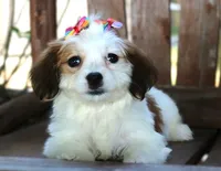 Lulu, a female Havanese for sale in Ruston, LA – 1 of 4